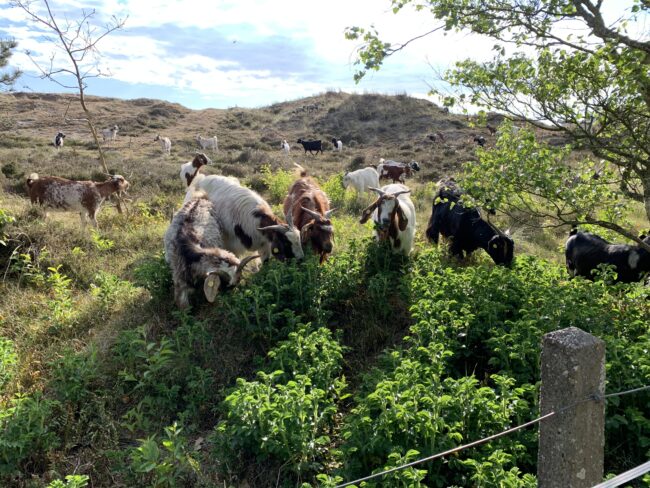 20250518 Kartoffelrosen Verbiss SGettner IMG 2721