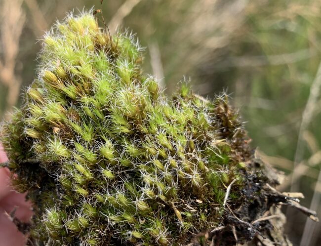 Kaktusmoos (Bild: Dr. Annkatrin Weber)