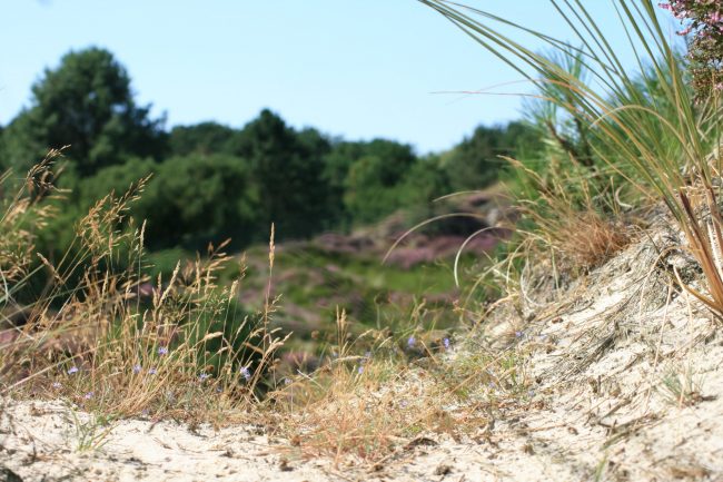 Nahaufnahme-Duene_c_Patras-Scheffler-scaled