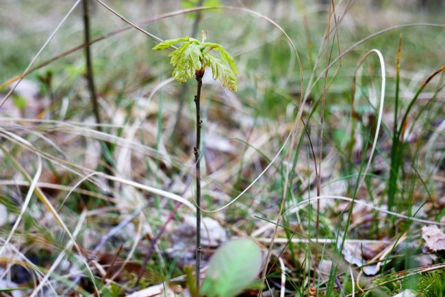 Eine junge Eiche im Dünenwald von St. Peter-Ording