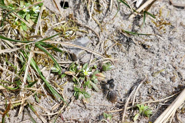 Stechimme_StPe_210410_Vorschau-Wildbienen_c_HU