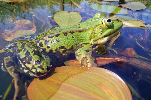 Zwischen Wasserpflanzen sind die grünen Teichfrösche gut getarnt. (© Christian Winkler)