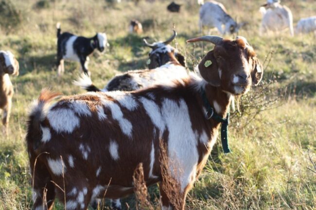 Owamboziege 37858490