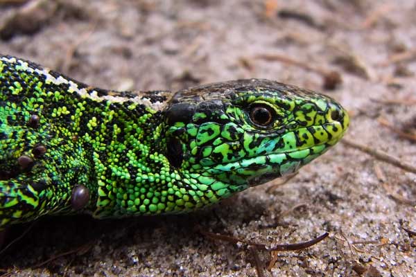 Im Frühjahr/Frühsommer: die Männchen färben sich grün. (© Christian Winkler)